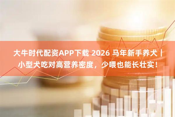 大牛时代配资APP下载 2026 马年新手养犬｜小型犬吃对高营养密度，少喂也能长壮实！